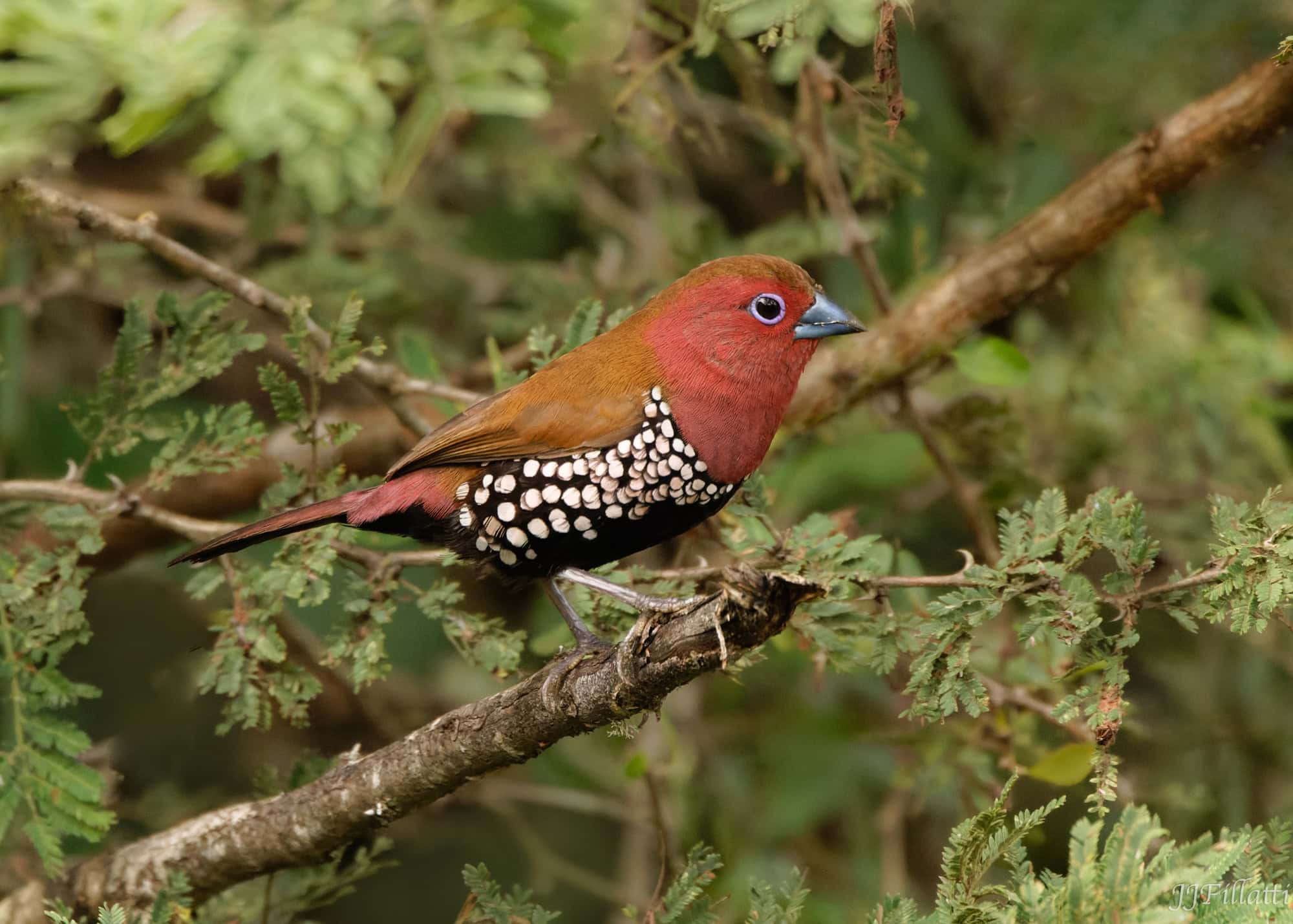 wildlife of Zimanga image 11